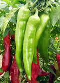 25 Hatch Big Jim Pepper Seeds – Capsicum annuum – Mild to Medium Heat, Heirloom, Non-GMO, Perfect for Roasting