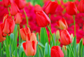Tulip World’s Fire 55cm Tall Live Flower Bulbs | Red Darwin Hybrid Tulip | Big Spring Blooms | 5-Pack