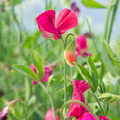 King Edward VII Sweet Pea Seeds – 50+ Crimson Blooms – Classic Climbing Vine for Trellises, Bouquets, Vertical Gardens Cottage Borders – USA