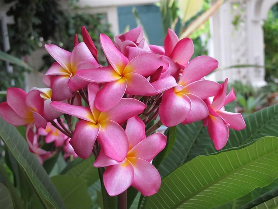 Pink Hawaiian Plumeria Fresh Cutting - No Root, Ready to Plant - Tropical Frangipani for Gardens