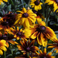Rudbeckia Hirta (Gloriosa Daisy) | 25 Seeds | Bright & Hardy Pollinator Flower