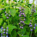 500 Chia Herb Seeds – Salvia hispanica – Heirloom, Fast-Growing, Perfect for Sprouting & Pollinator Gardens