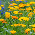 100 Seeds Calendula PACIFIC BEAUTY Mix, Pot Marigold Heirloom, Edible Flowers, Non-GMO, Vibrant Blooms for Garden, Culinary Uses