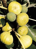 6 White Marseille Fig Unrooted Cuttings - Ficus carica, Sweet White Fig, Edible Fruit Plant, Fresh Cutting for Propagation, Gardening