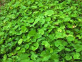 Pennywort 15 Live Plants, Bare Root, Centella asiatica, Easy to Grow Aquatic Herb
