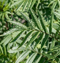 100 Black Mint Huacatay Seeds for Planting - Peruvian Herb, Tagetes minuta, Aromatic Herb for Cooking, Easy to Grow