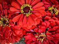 200 Seeds Zinnia WILL ROGERS Hummingbird Red Bees & Butterflies Non-GMO, Zinnia elegans, Bright Red Blooms, Attracts Pollinators