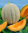 Hale’s Best Jumbo Melon Seeds – 1g for Planting, Heirloom Cantaloupe, Sweet & Juicy, High Yield, Heat Tolerant, Garden Container
