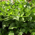 100 Green Malabar Spinach Seeds - Heat-Tolerant Climbing Vine, Non-GMO, Specialty Green