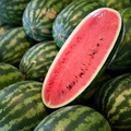 Jubilee Improved Watermelon Seeds | Heirloom | Sweet Red Flesh | Fusarium Wilt Resistant | Non-GMO |