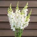 Costa Midly White II Snapdragon Seeds (Antirrhinum majus) | 1000+ Seeds | Elegant White Blooms for Garden & Cut Flowers