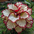 Velvet Flame Calathea Seeds (Calathea sp.) | 25+ Seeds | Exotic Tropical Foliage for Home & Garden