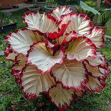 Velvet Flame Calathea Seeds (Calathea sp.) | 25+ Seeds | Exotic Tropical Foliage for Home & Garden