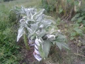 20 Seeds Bianco Avorio Cardoon (Cynara cardunculus) – Unique Edible Ornamental with Tender Stalks