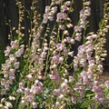 100mg Penstemon palmeri - Palmer's Penstemon Seeds, Fragrant Desert Wildflower for Pollinator Gardens