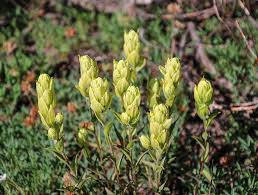 Sulfur Paintbrush Seeds – Castilleja sulphurea – 100mg for Planting, Native Wildflower, Cream-Yellow Bracts, Alpine Meadow Pollinator Plant