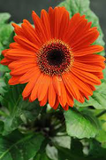 Peach Gerbera Daisy Seeds – 200+ Large Peach Blooms – Perennial Flower for Borders, Containers & Cut Gardens – USA