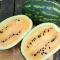 Mountain Sweet Yellow Watermelon Seeds – 50+ Seeds – Heirloom Variety with Yellow Flesh – Sweet Summer Garden Fruit for Planting – USA