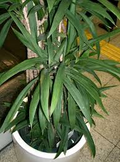 15 Easy Indoor Houseplant Seeds | Palm Lily (Cordyline stricta), Tropical Indoor Plant, Low Maintenance, Non-GMO, Decorative Houseplant