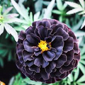25 Hybrid Black Marigold Seeds - Unique Dark Blooms - Easy to Grow Annual Flower for Gardens, Borders, Pollinators & Landscaping