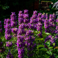 1000 Seeds Lemon Mint, Monarda Citriodora, Fragrant Herb for Teas, Culinary Use, and Pollinator Gardens