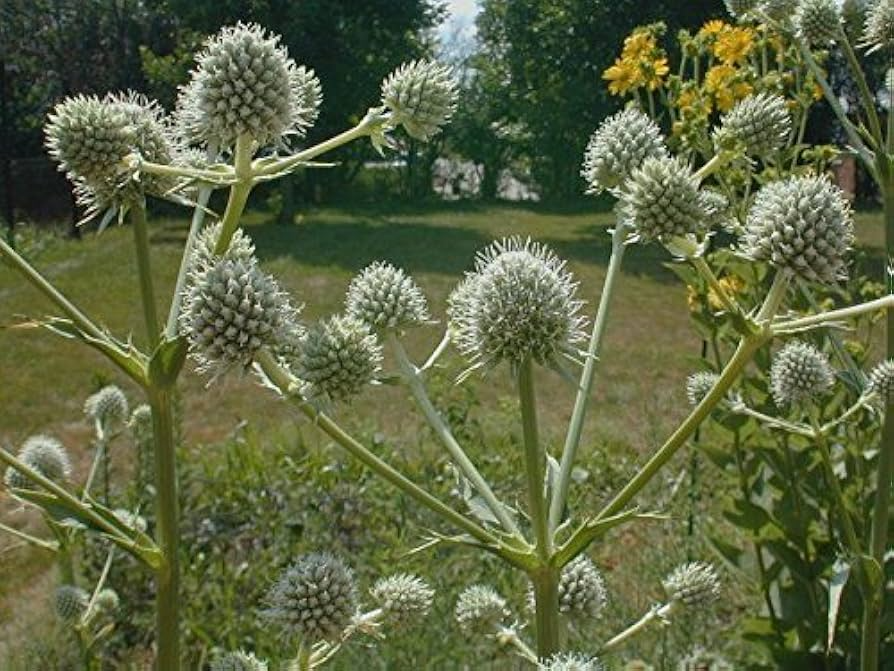 Rattlesnake Master Seeds 1g | Eryngium yuccifolium | Native Prairie Perennial, Pollinator Friendly, Unique Foliage, Non-GMO