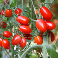 Tomato Roma Seeds – 100mg for Planting, Heirloom Variety, Meaty & Flavorful, High Yield, Great for Sauces Canning, Garden Containers