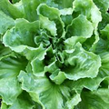 1g Endive Broadleaf Batavian Seeds Cichorium endivia | Heirloom Salad Green, Mild Flavor, Cold Hardy, Easy to Grow