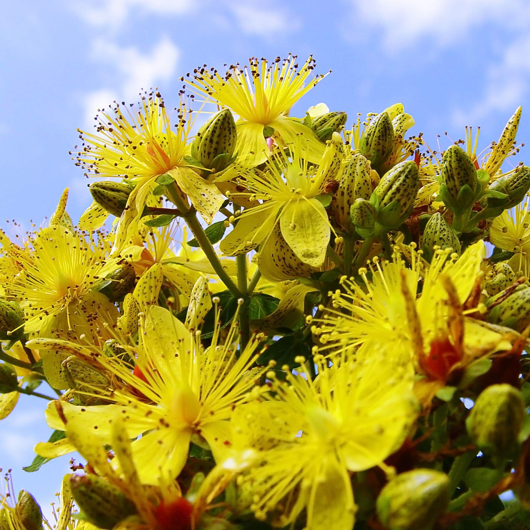 Dotted St. John’s Wort Seeds – Hypericum punctatum – 50mg for Planting, Native Yellow Wildflower, Pollinator-Friendly, Meadow Plant