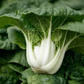 Pak Choi Bok Choi Taisai Seeds – 500mg for Planting, Heirloom Asian Greens, Fast Growing, Crisp Stems, Garden & Container, High Yield