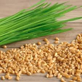 Cat Grass Mix 16 oz - Organic Blend for Cats - Barley, Wheat, Oat - Pet Safe Edible Plants