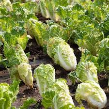 500mg Chinese Cabbage Matsushima Seeds Brassica rapa | Sweet, Crisp Napa Cabbage for Kimchi, Stir-Fry, & Soups