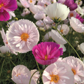 Cupcakes & Saucers Cosmos Seeds –200+ Seeds – Ruffled Pink, White Blooms for Cottage Gardens, Borders and Cut Flower Beds