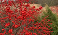 Winterberry Seeds – Ilex verticillata – 250mg for Planting, Native Deciduous Holly, Red Berries, Great for Wildlife, Hedges Winter Interest