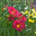 Daylily Ruffled Red Cranberry Baby | 1 Live Rooted Plant | Hemerocallis | Perennial, Reblooming, Drought-Tolerant, Pollinator-Friendly