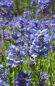 Rydberg’s Penstemon Seeds – Penstemon rydbergii – 100mg for Planting, Native Violet Wildflower, Cold Hardy Perennial, Pollinator Friendly