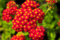 1,000 Perennial 'Rosy Red' Wildflower Seeds | Achillea Millefolium Rubra, Red Yarrow, Easy to Grow, Pollinator-Friendly