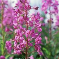 30 mg Seeds Chamaenerion Angustifolium Fireweed – Vibrant Wildflower for Planting, Gardening, and Pollinator-Friendly Landscapes