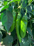 Hatch Giuzeppi Hot Pepper Seeds 250mg | Capsicum annuum | Non-GMO, Medium Heat, Prolific Variety, Perfect for Roasting, Salsas & Sauces