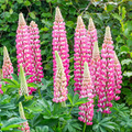 Lupinus ‘Chatelaine Pink’ Lupine Seeds – 25+ Elegant Pink Blooms for Pollinator Gardens