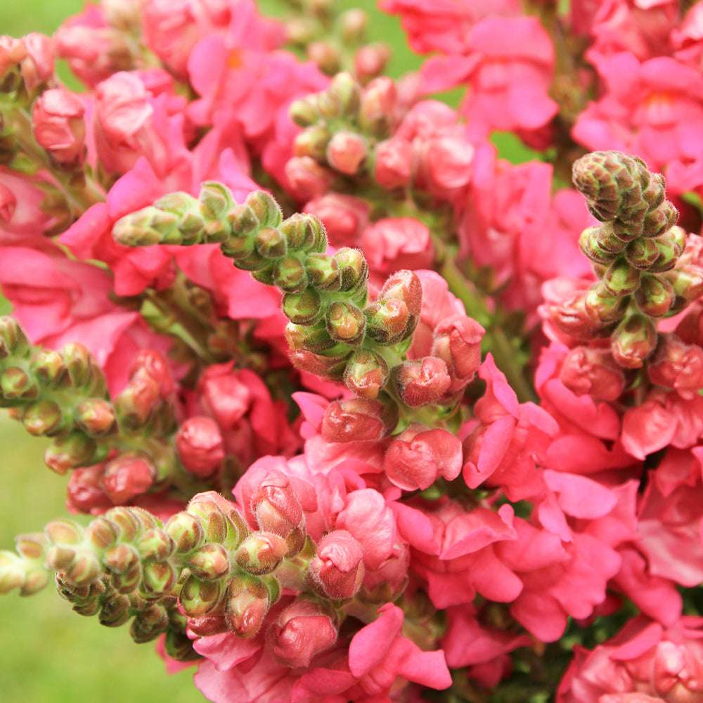Antirrhinum majus Potomac Cherry Rose Snapdragon Seeds – 1000+ Vibrant Pink-Red Blooms for Garden & Cut Flowers