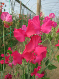 Sally Maitland Sweet Pea Seeds – 50+ Rose-Pink Blooms – Climbing Flower Vine for Trellises, Cottage Gardens, Bouquets & Arches – USA
