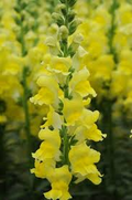 Antirrhinum majus Potomac Yellow Snapdragon Seeds – 1000+ Bright Yellow Blooms for Garden & Cut Flowers