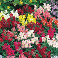 Floral Showers Mix Snapdragon Seeds (Antirrhinum majus) | 1000+ Seeds | Colorful Dwarf Blooms for Garden & Containers