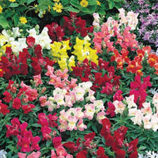 Floral Showers Mix Snapdragon Seeds (Antirrhinum majus) | 1000+ Seeds | Colorful Dwarf Blooms for Garden & Containers