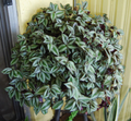 5 Unrooted Cuttings 4”-8” BIG Tradescantia Nanouk Rare "Pink Wandering Jew" | Beautiful Pink, White & Green Foliage, Easy to Propagate