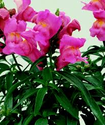 Floral Showers Pink Snapdragon Seeds (Antirrhinum majus) | 1000+ Seeds | Dwarf Pink Blooms for Garden & Containers