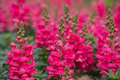 Antirrhinum majus Liberty Rose Snapdragon Seeds – 1000+ Soft Rose-Pink Blooms for Garden & Cut Flowers
