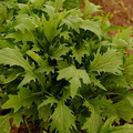Mizuna Spinach Early Seeds – 500mg for Planting, Heirloom Variety, Fast Growing, Mild Tender Leaves, High Yield, Great for Garden Containers