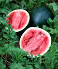 Sugar Baby Watermelon Seeds – 1g for Planting, Heirloom Variety, Sweet & Juicy, Small Round Melons, High Yield, Great for Garden Containers